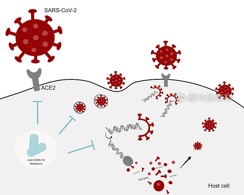 抗-COVID-19 (SARS-CoV-2)药物治疗或抑制SARS-CoV-2感染的药物途径或示意图